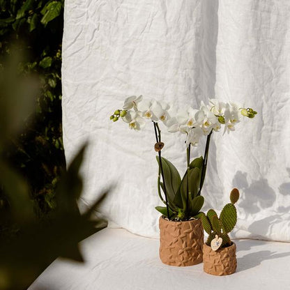 Star Fish Decorative Pot - Sand - 9cm