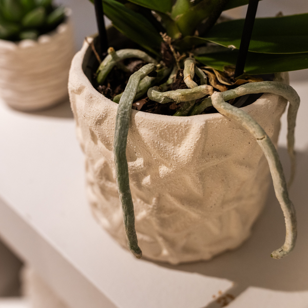 Star Fish Decorative Pot - Off White - 9cm