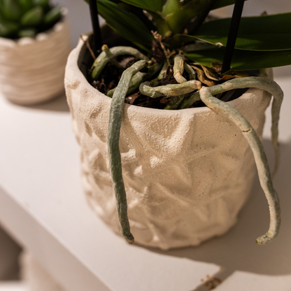 Star Fish Decorative Pot - Off White - 9cm
