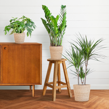 Shadow Plant Box - Medium - with Sofia Basket