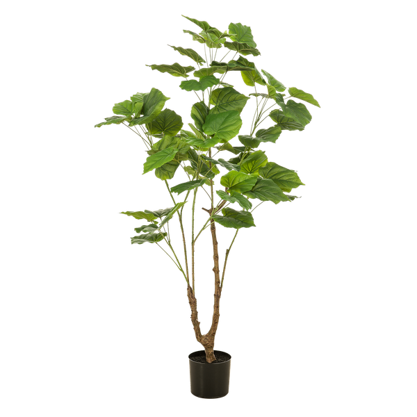 Artificial Plant – Ficus Umbellata - 125 cm