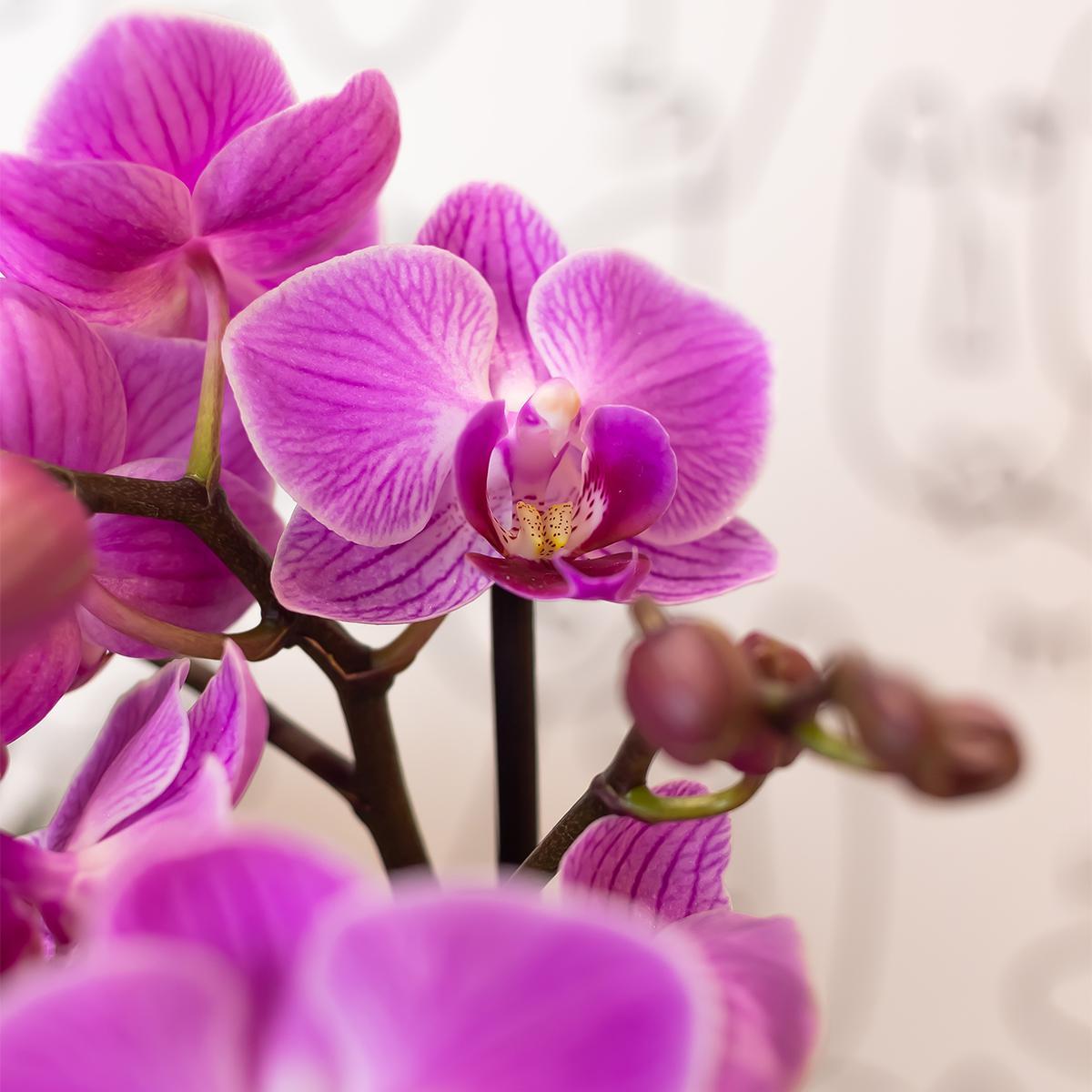 Purple Pink Orchids - Mineral Vienna - pot size 9cm