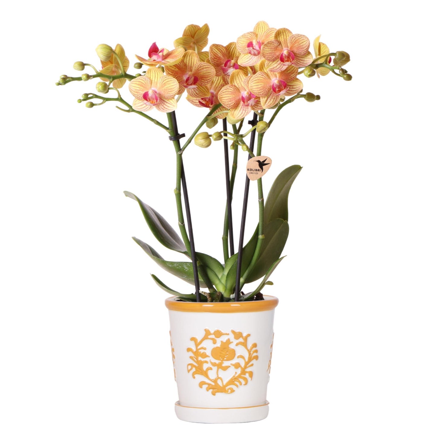 Orange Orchid Jamaica + Orange Malaga Pot - Pot Size 9cm