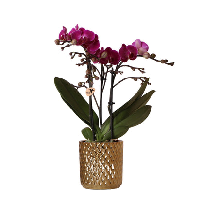 Purple Orchid - Morelia + Diamond pot gold - pot size 9cm - 35cm height