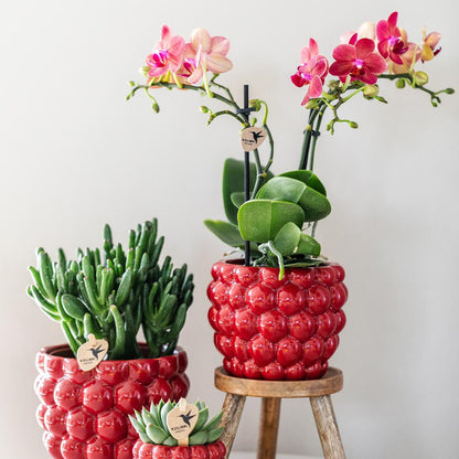 Red Orchid – Congo + Berry Decorative Pot – Pot Size 9cm – 40cm