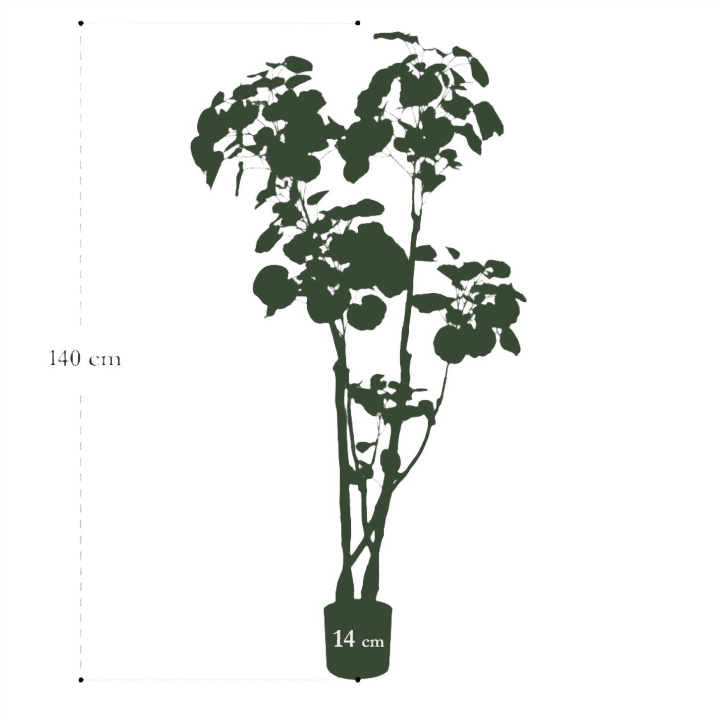 Kunstplant - Polyscias - Aralia - 140 cm