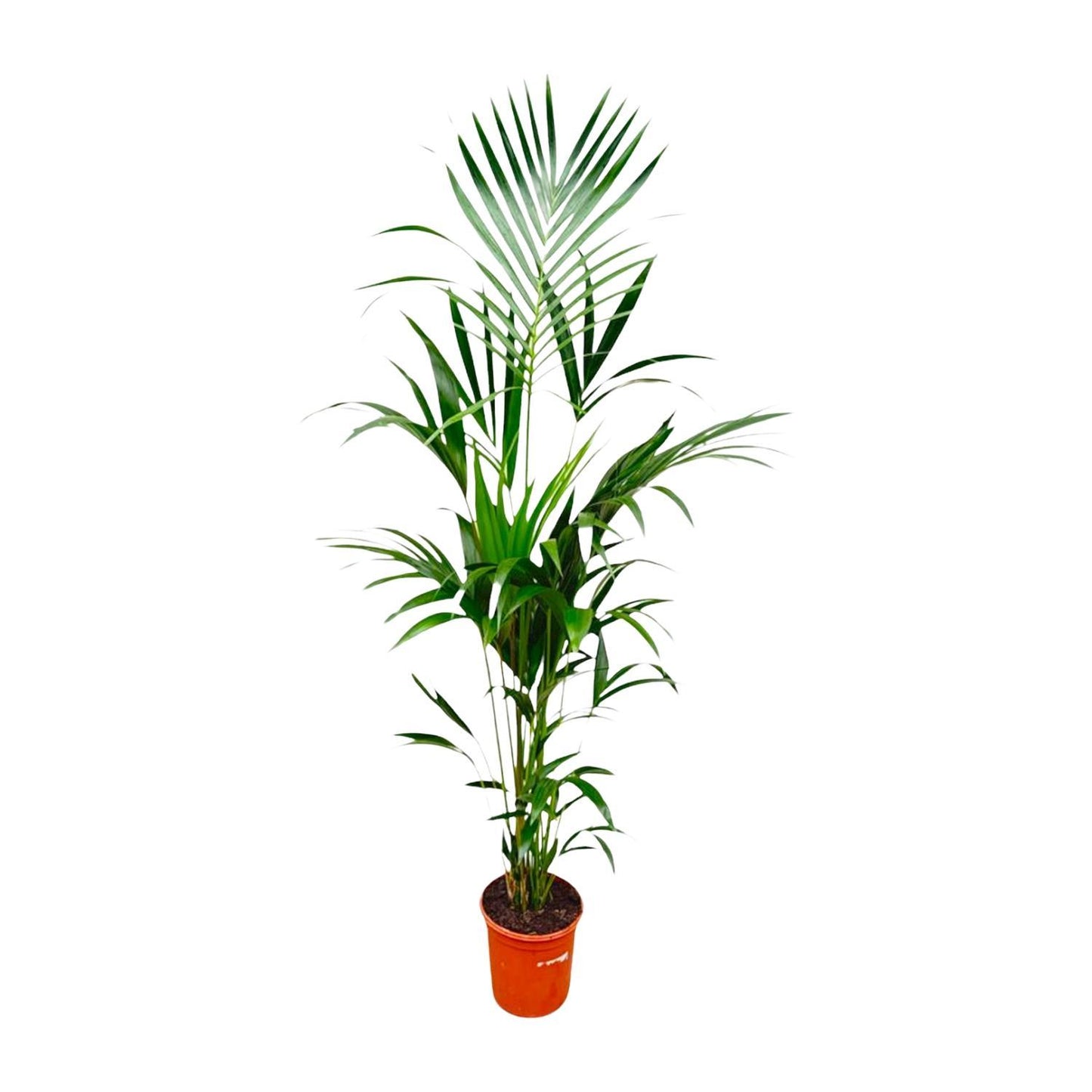 Palmera Kentia - Altura 180cm - Maceta 24cm