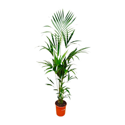 Palmera Kentia - Altura 180cm - Maceta 24cm