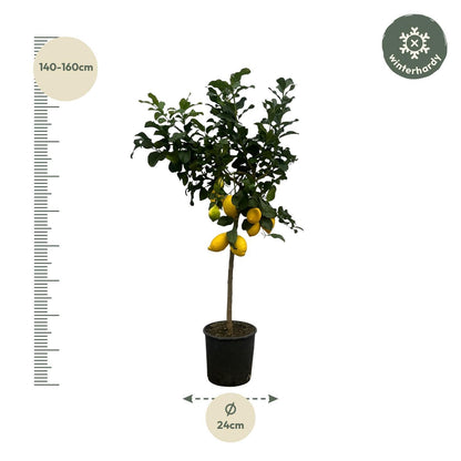Limonero Citrus - 150 cm - 24cm