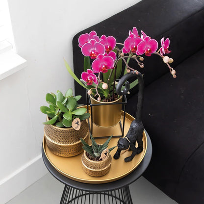 COMBI DEAL of 2 Purple Orchids - Morelia - pot size 9cm