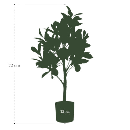 Artificial Tree - Citrus Limonia - Lemon Tree- 75 cm