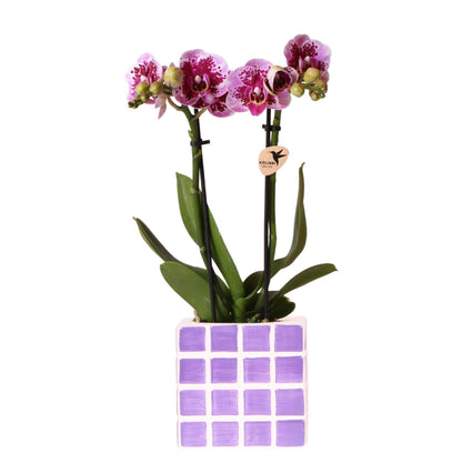 Paarse Orchidee El Salvador + Lila Mosa Pot - Potmaat 9cm