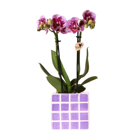 Paarse Orchidee El Salvador + Lila Mosa Pot - Potmaat 9cm