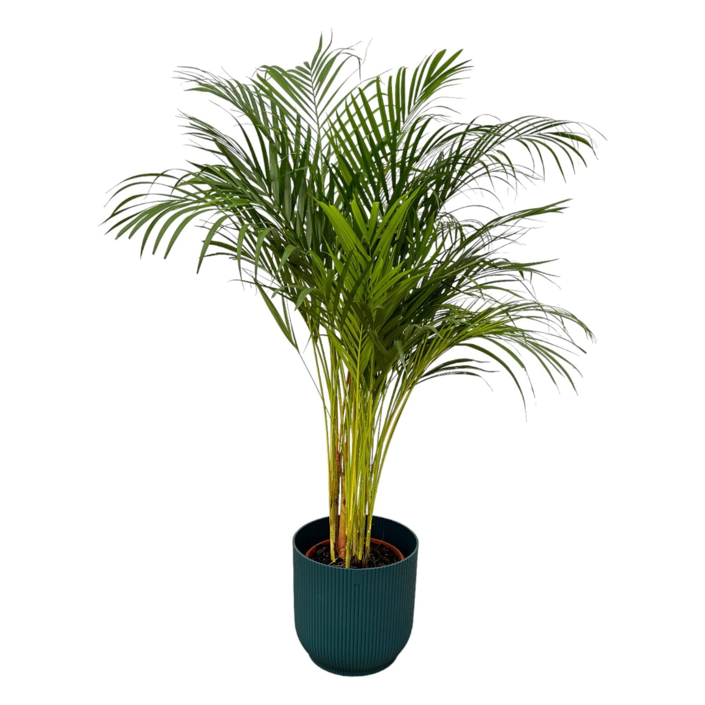 Areca Palm - Height 130 cm + Elho Vibes Fold Round Pot - Blue D30xH27