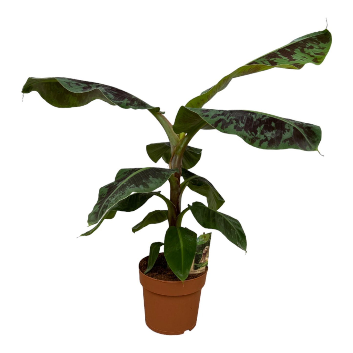 Bananenplant Musa - Hoogte 80 cm - Potmaat 21 cm