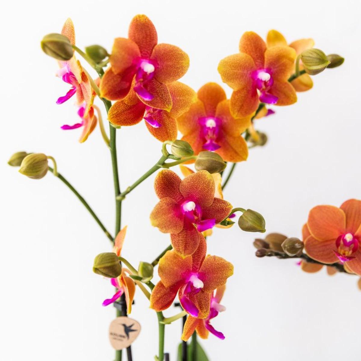 COMBI DEAL van 4 Geurige Oranje Orchideeën - potmaat 12cm