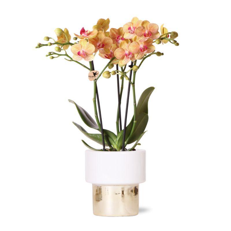 White Orchid – Jamaica + Lush Pot – Pot Size 9cm – Height 40cm