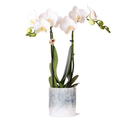 Witte Orchidee – Amabilis + Sky Pot – Potmaat 9cm – Hoogte 40cm