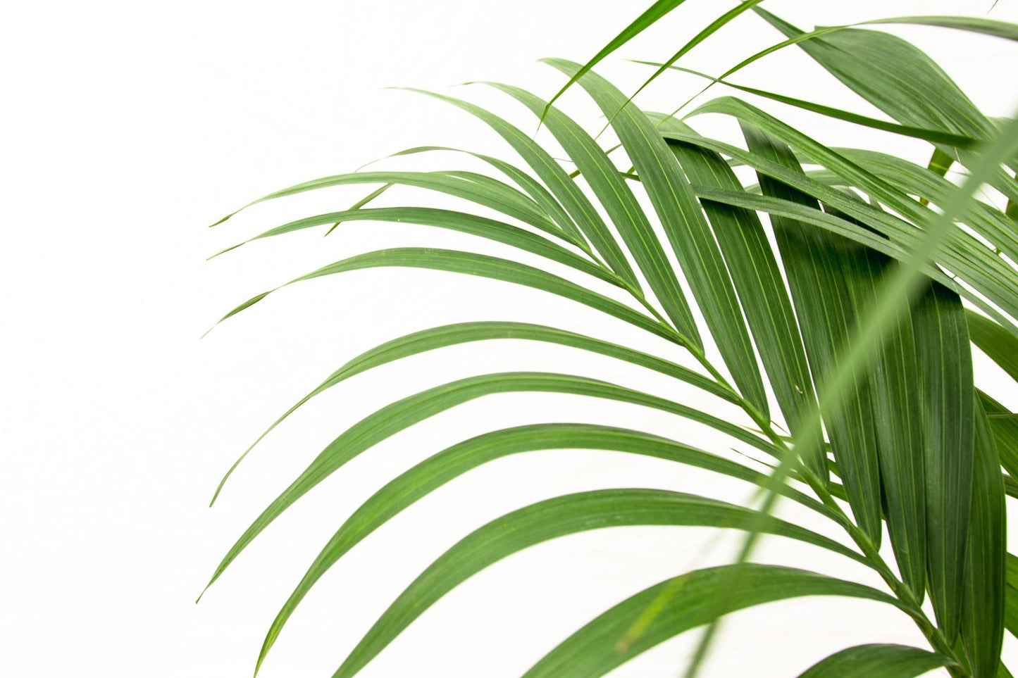 Palmera Kentia - Altura 160cm - Maceta 24cm
