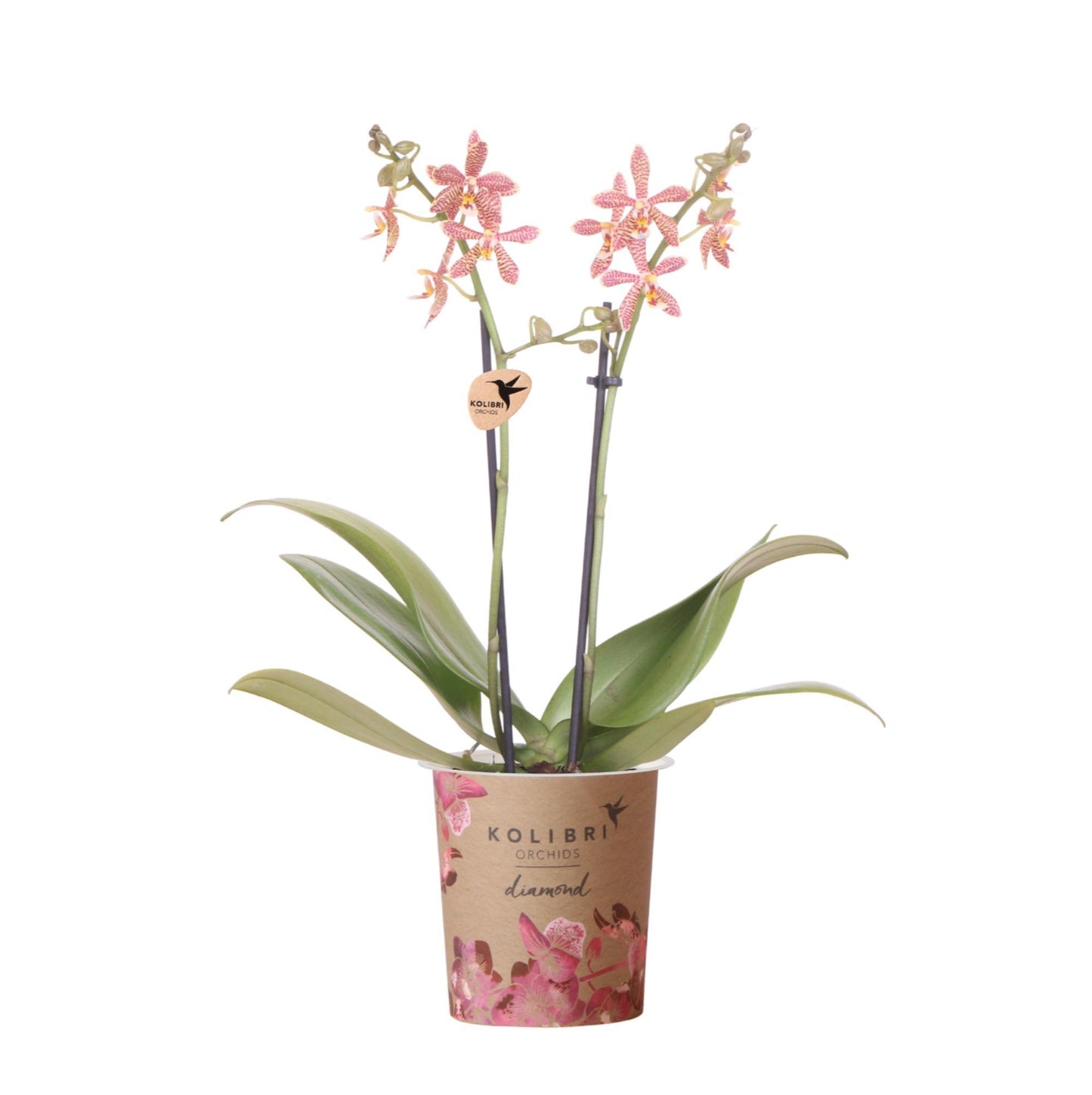 Orange Orchid - Spider - Pot Size 9cm