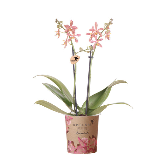 Orange Orchid - Spider - Pot Size 9cm