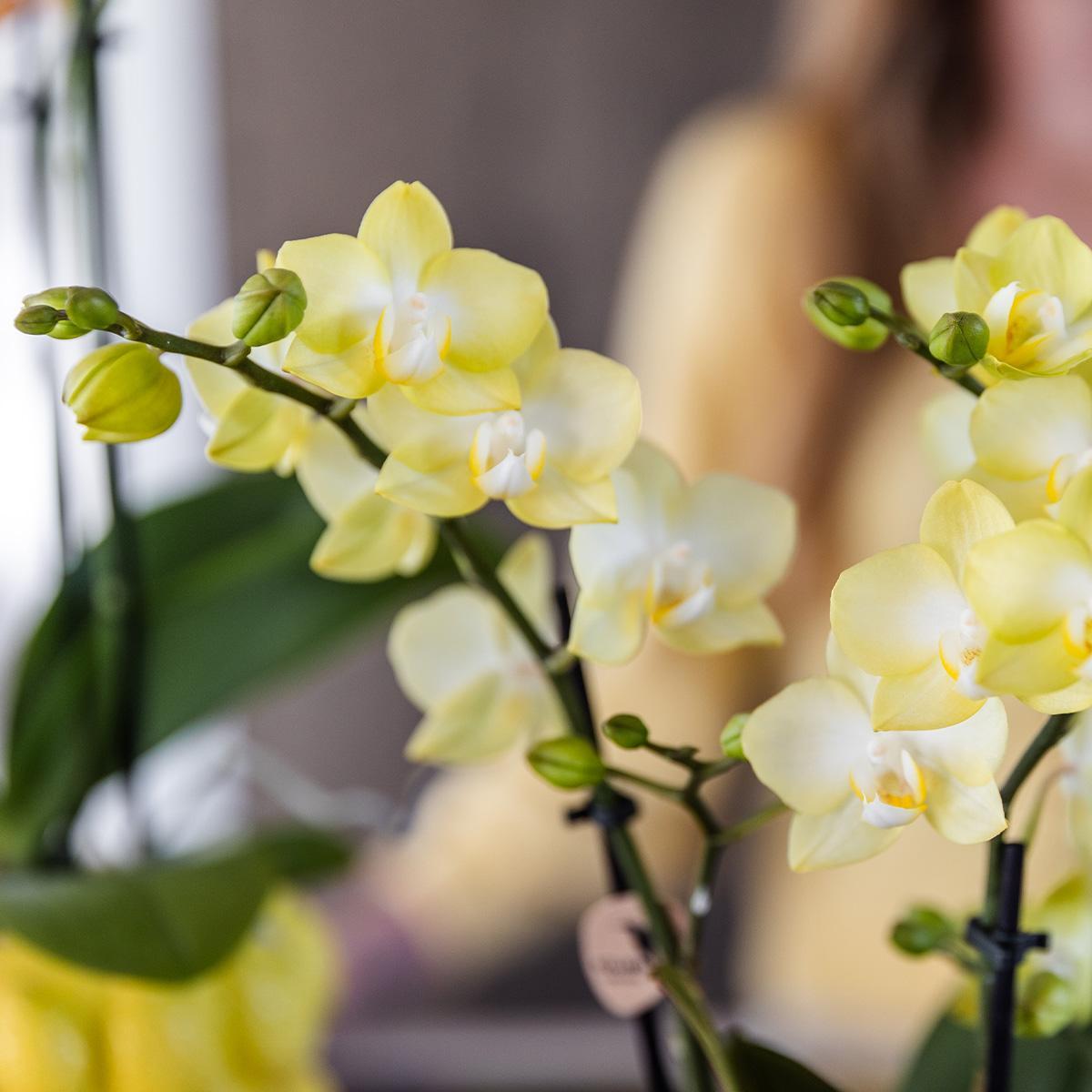 Orquídea Amarilla - México + Citrus Maceta Decorativa Amarilla - Tamaño Maceta 9cm