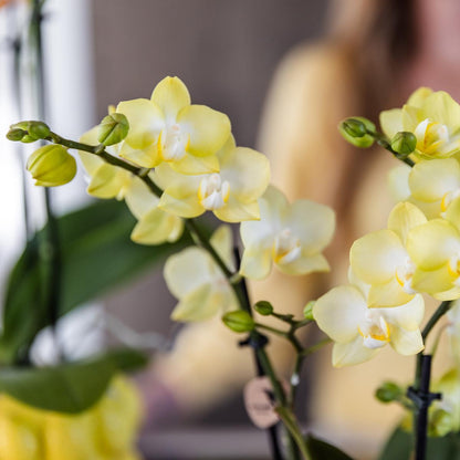 Orquídea Amarilla - México + Citrus Maceta Decorativa Amarilla - Tamaño Maceta 9cm