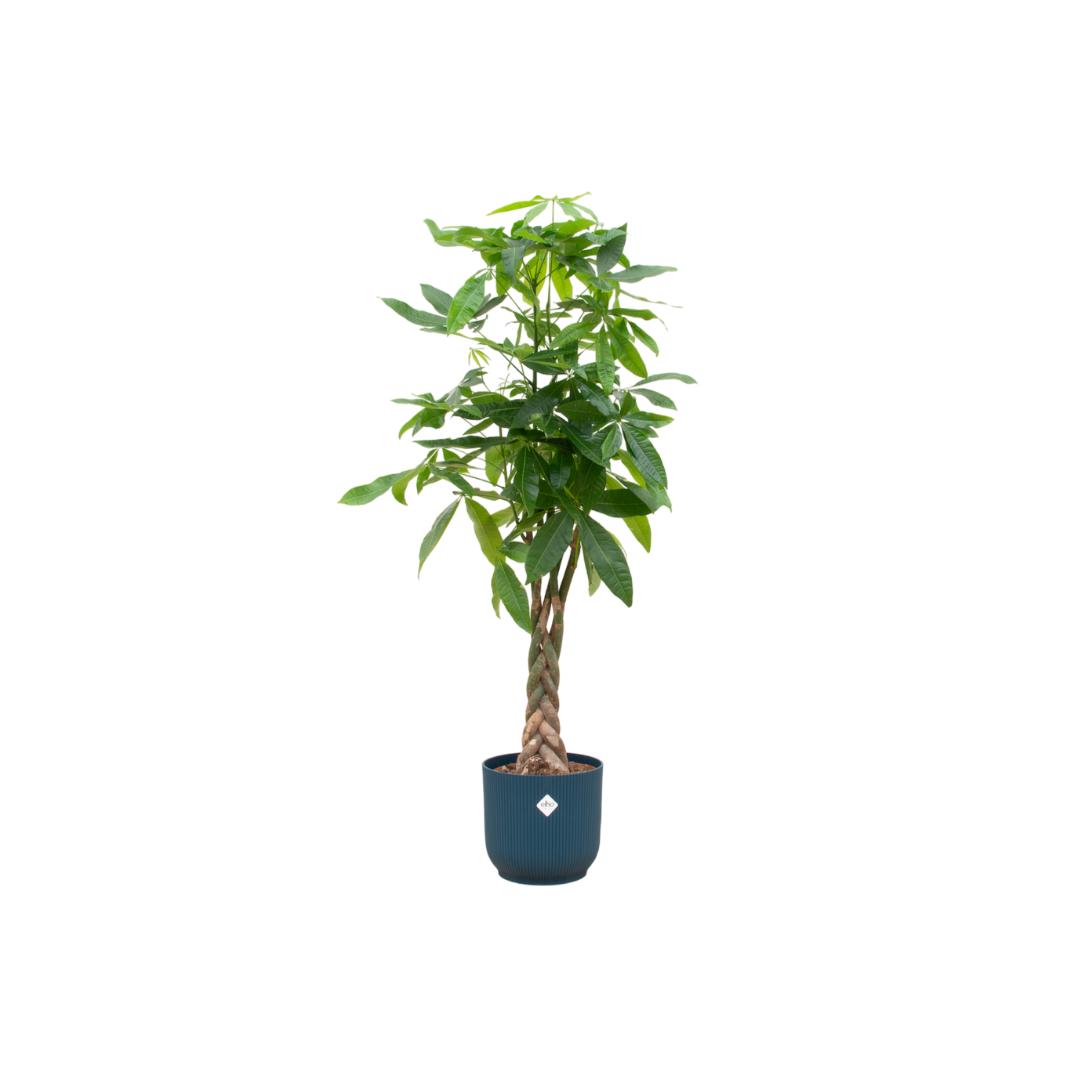 Pachira Aquatica + Elho Vibes Fold Round blue - 160 cm - 30 cm