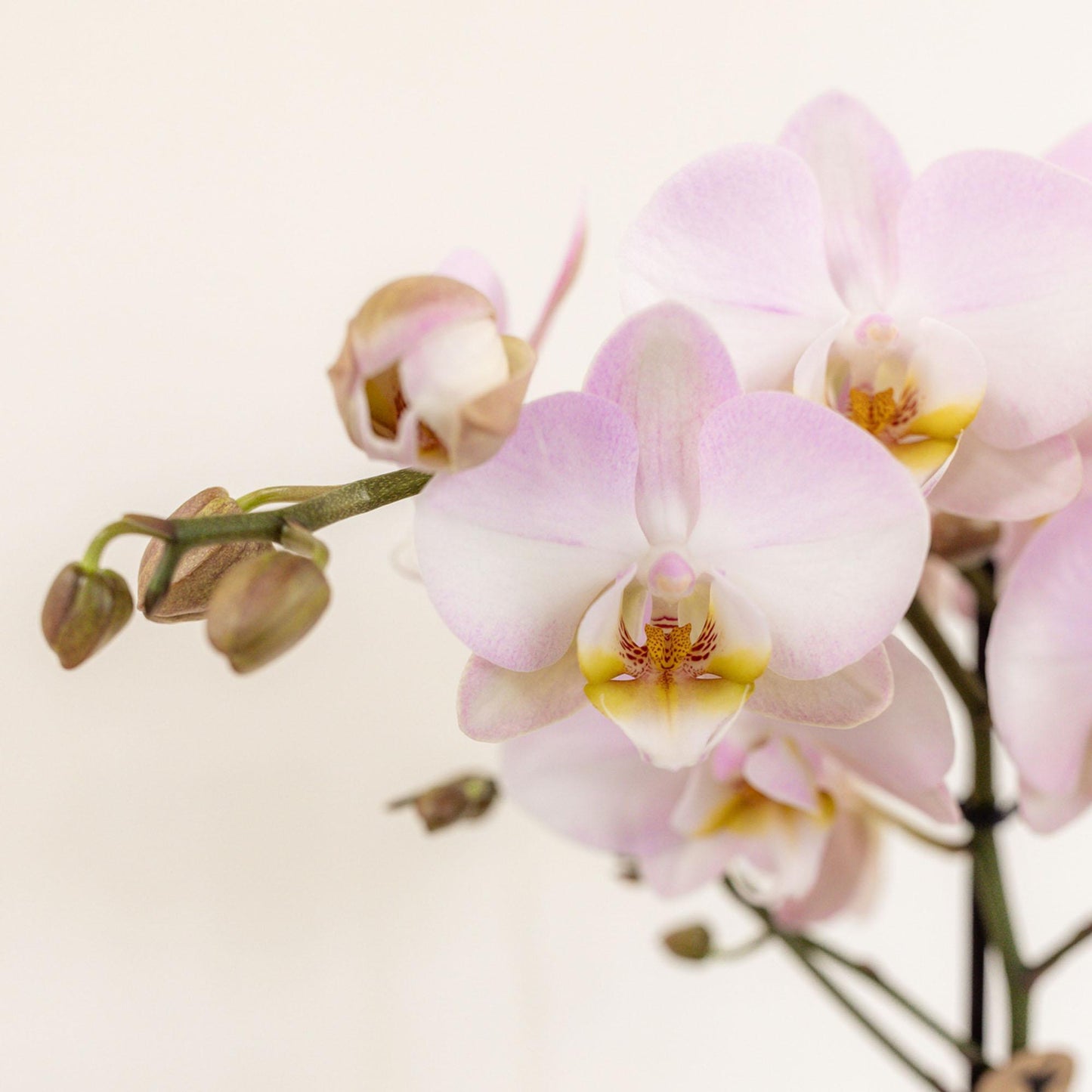 Pink Orchids Set in Reed Basket - 3 Pink Orchids + 3 Green Plants + Self-Sustaining Water Reservoir