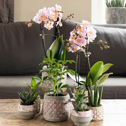 Pink Orchids- Andorra - pot size 9cm