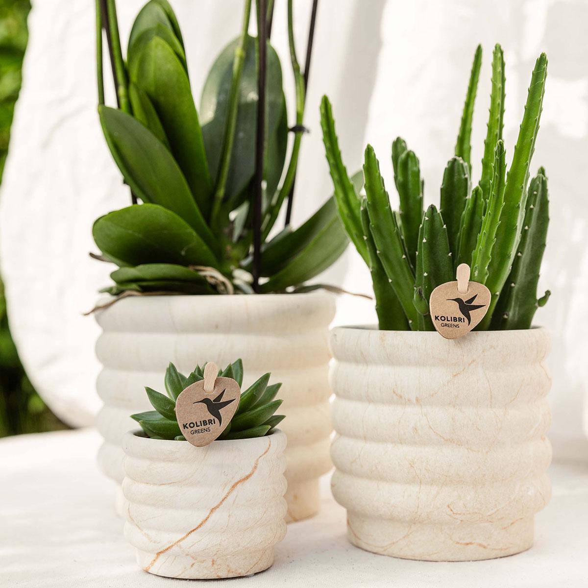Plant Set - White Orchid Lausanne and Succulent Incl. ceramic pots on a white organic tray