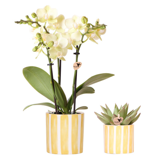 Set of Yellow Orchid Mexico and Succulent in Striped Pot - Pot Size 9cm & 6cm
