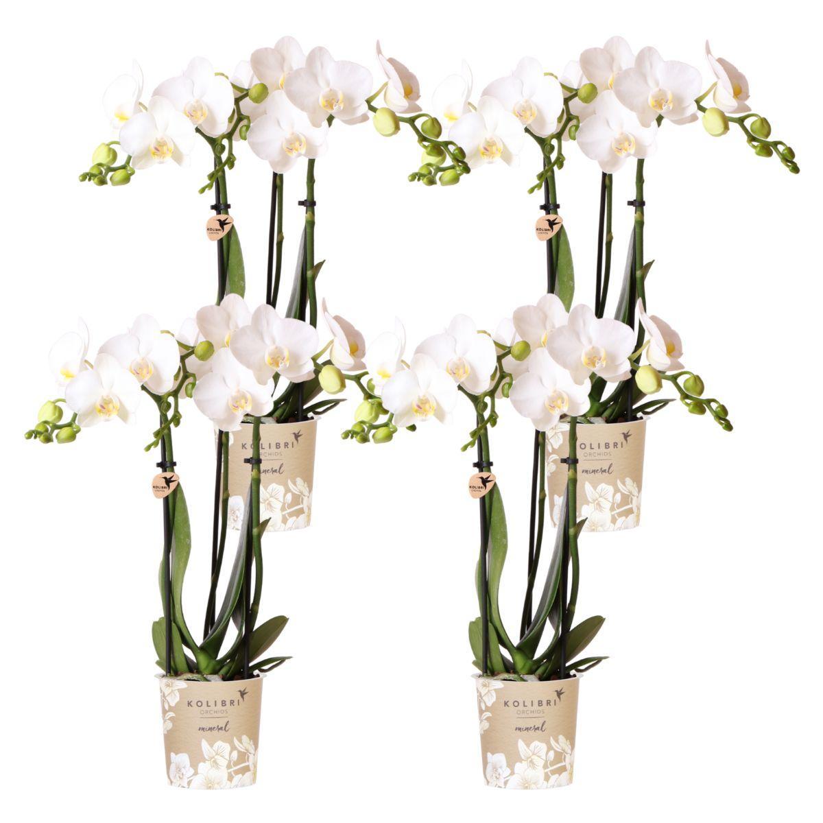 AMABILIS - COMBI DEAL van 4 Witte Orchideeën - potmaat 9cm