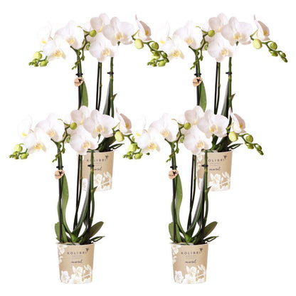 AMABILIS - COMBI DEAL van 4 Witte Orchideeën - potmaat 9cm