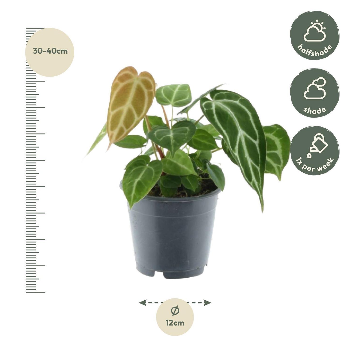 Groene mix 3 planten - 35 cm - Potmaat 12 cm - Monstera obliqua 'Monkey Leaf' + Philodendron Brandtianum + Anthurium Chrystallium