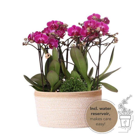 Purple Orchids Set in Cotton Basket + Self-Sustaining Water Reservoir