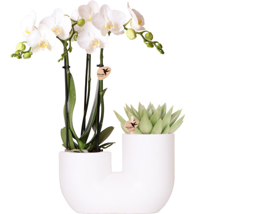 Set of White Amabilis Orchid t in White Tube Decorative Pot - Pot Size 9cm |
