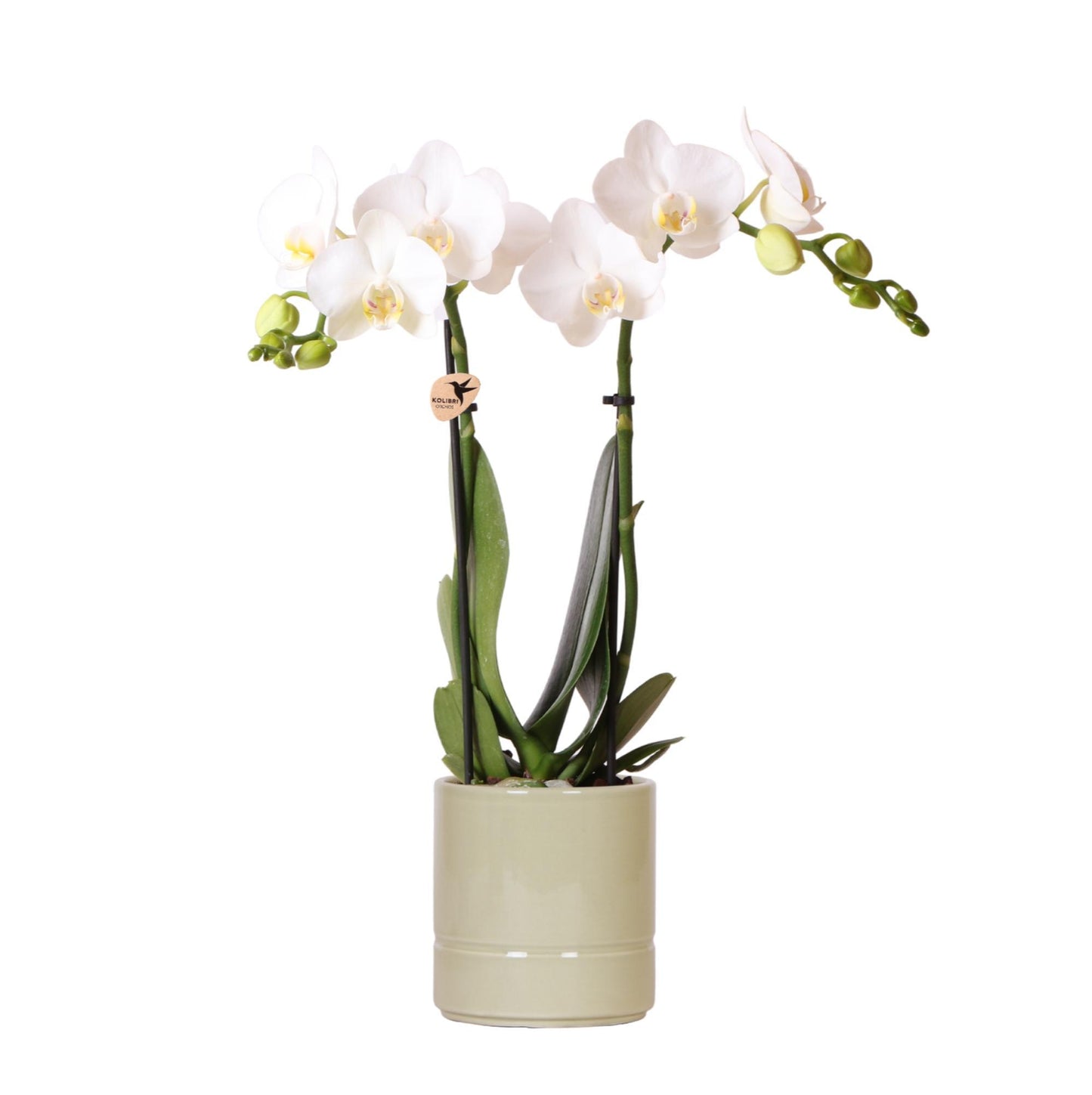 Witte Orchidee - Amabilis + Pastel pot groen - potmaat 9cm
