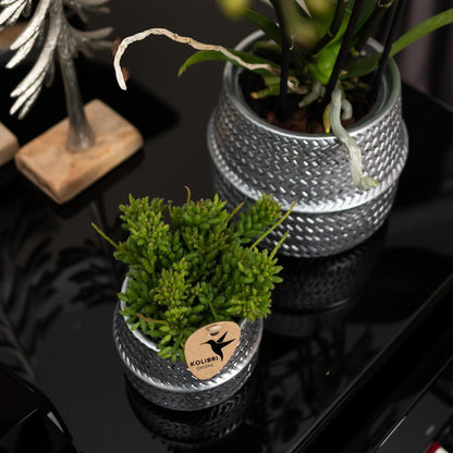 White Ghent Orchid in Silver Groove Decorative Pot - Pot Size 12cm