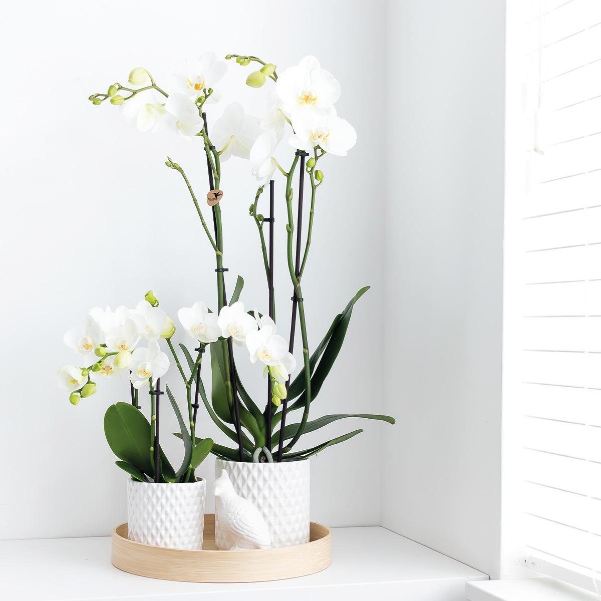 White Orchid - Dame Blanche - pot size 12cm