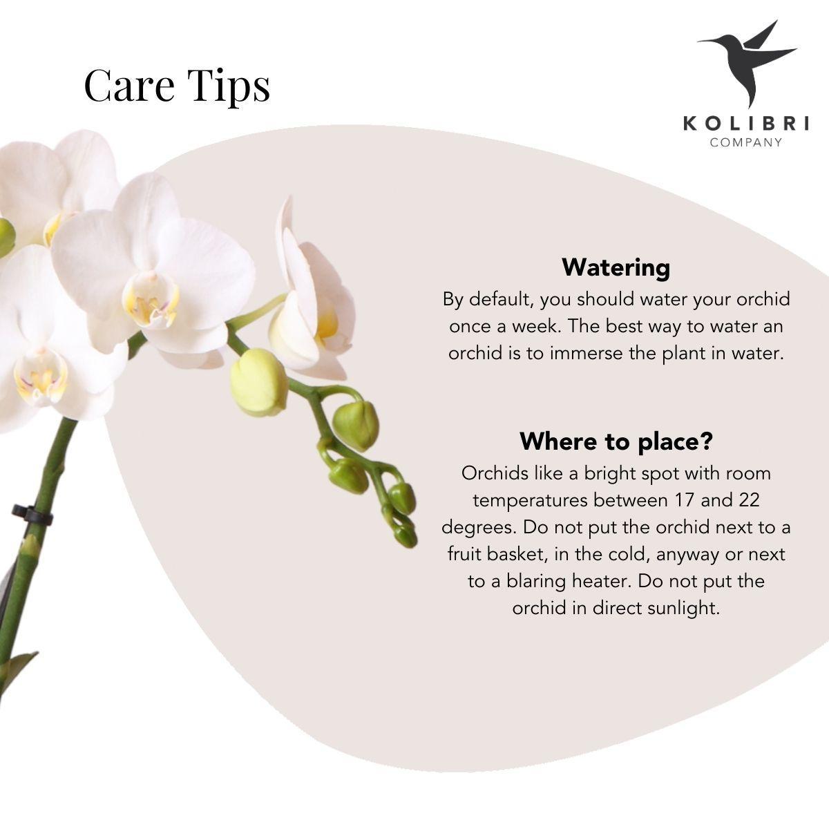 Witte Orchidee – Amabilis + Le Chic Sierpot Zilver – Potmaat 9cm – 40cm