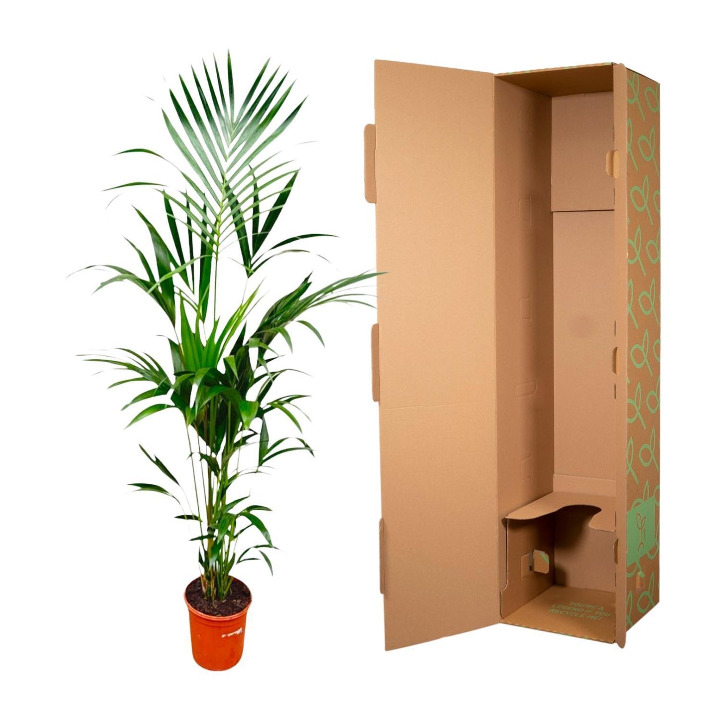 Palmera Kentia - Altura 180cm - Maceta 24cm