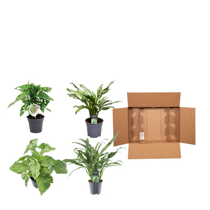 Groene mix van 4 planten - Monstera obliqua 'Monkey Leaf' - 25 cm - 12 - Aglaonema Juliette - 40 cm - 12 - Syngonium Mottled - 25 cm - 12 - Aglaonema Cutlass - 40 cm - 12