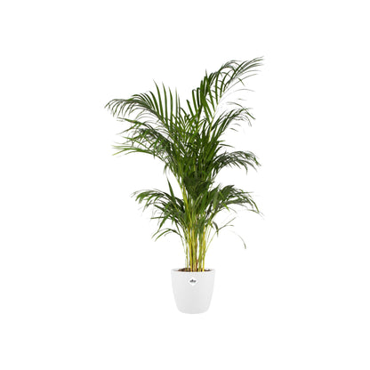 Elho Pot  Brussels Round White D20 x H19