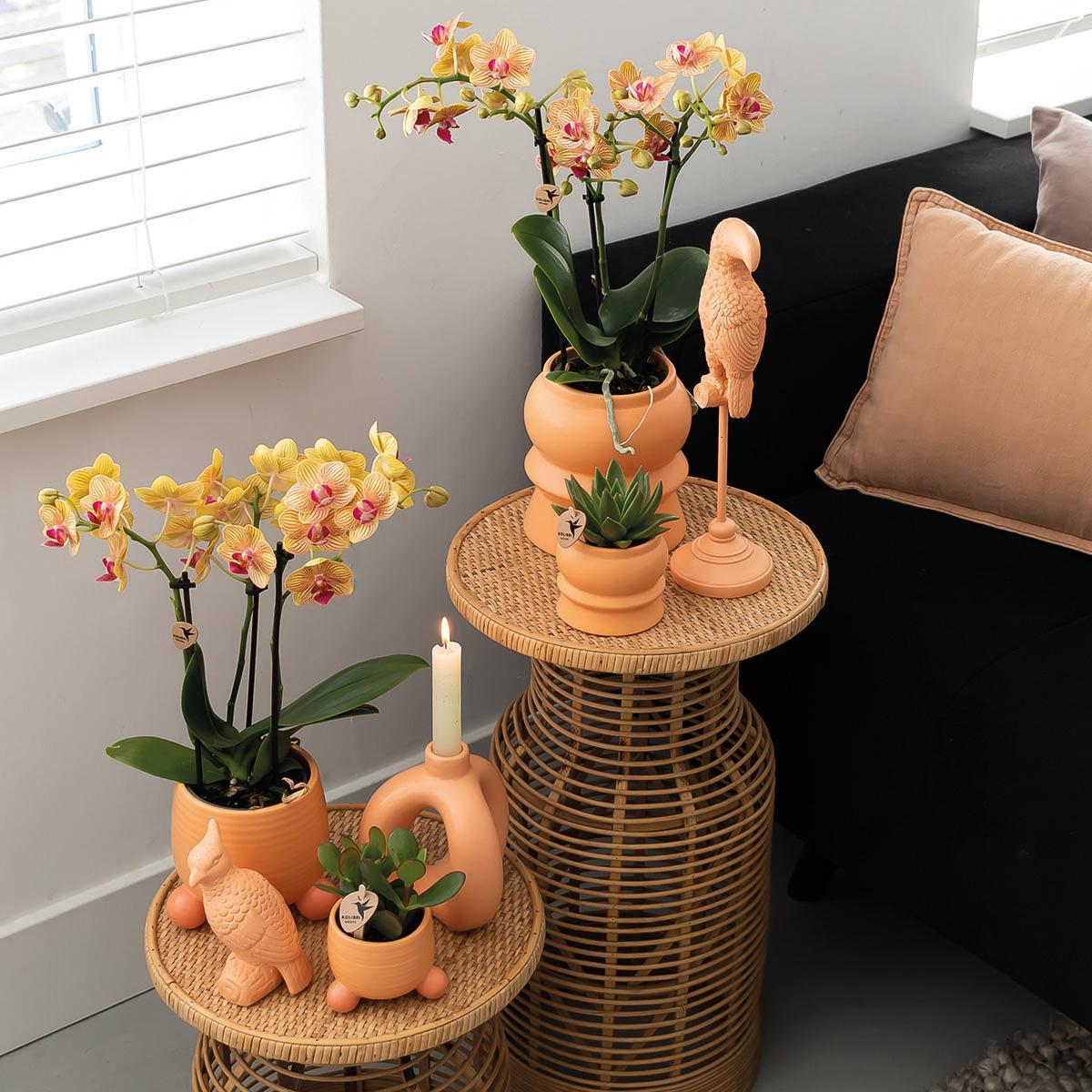 Orange Orchid – Rolling Peach Pot – Size 9cm – 35cm