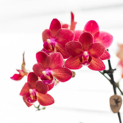 Red orchid - Congo + Diabolo travertine - pot size 9cm