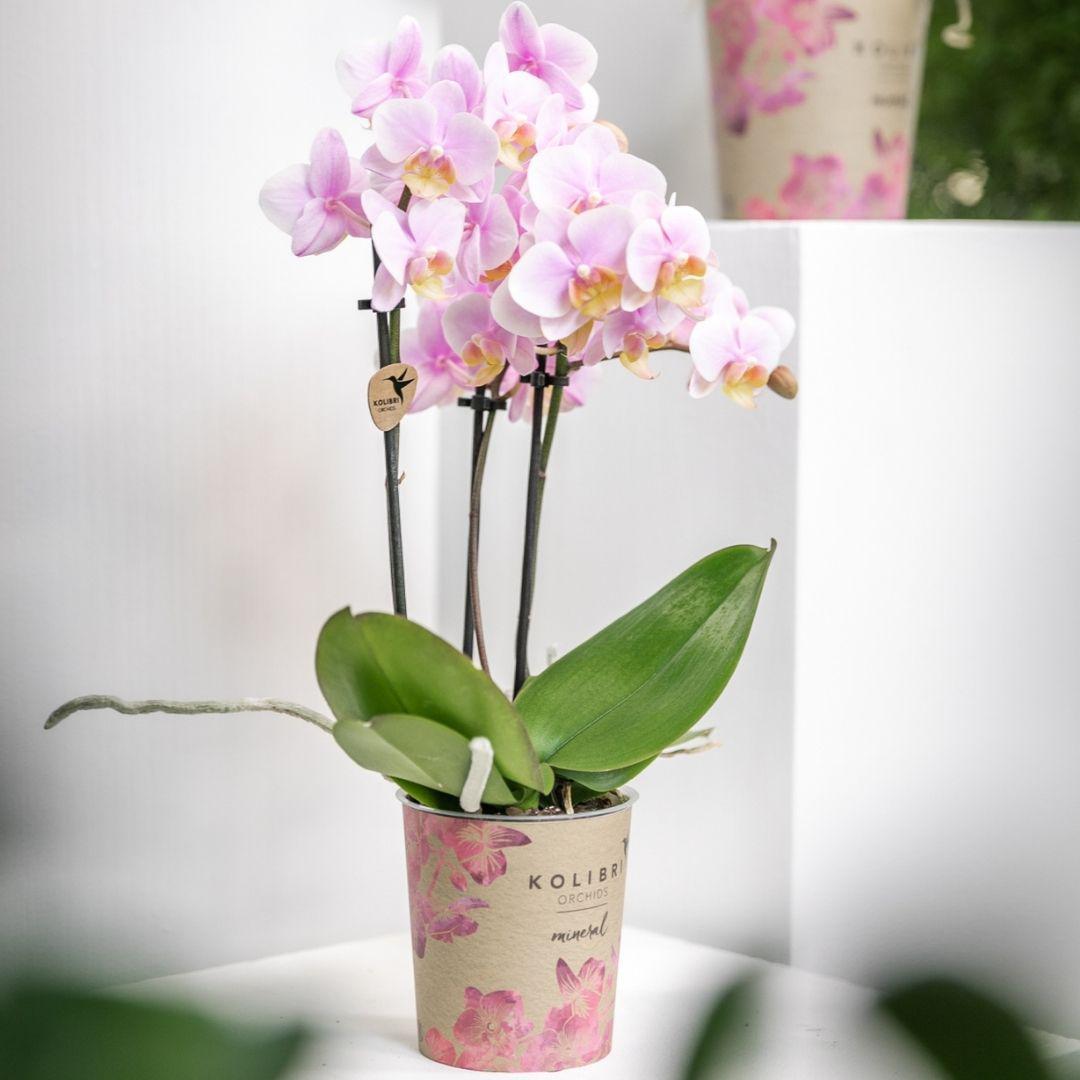 Pink Orchids- Andorra - pot size 9cm