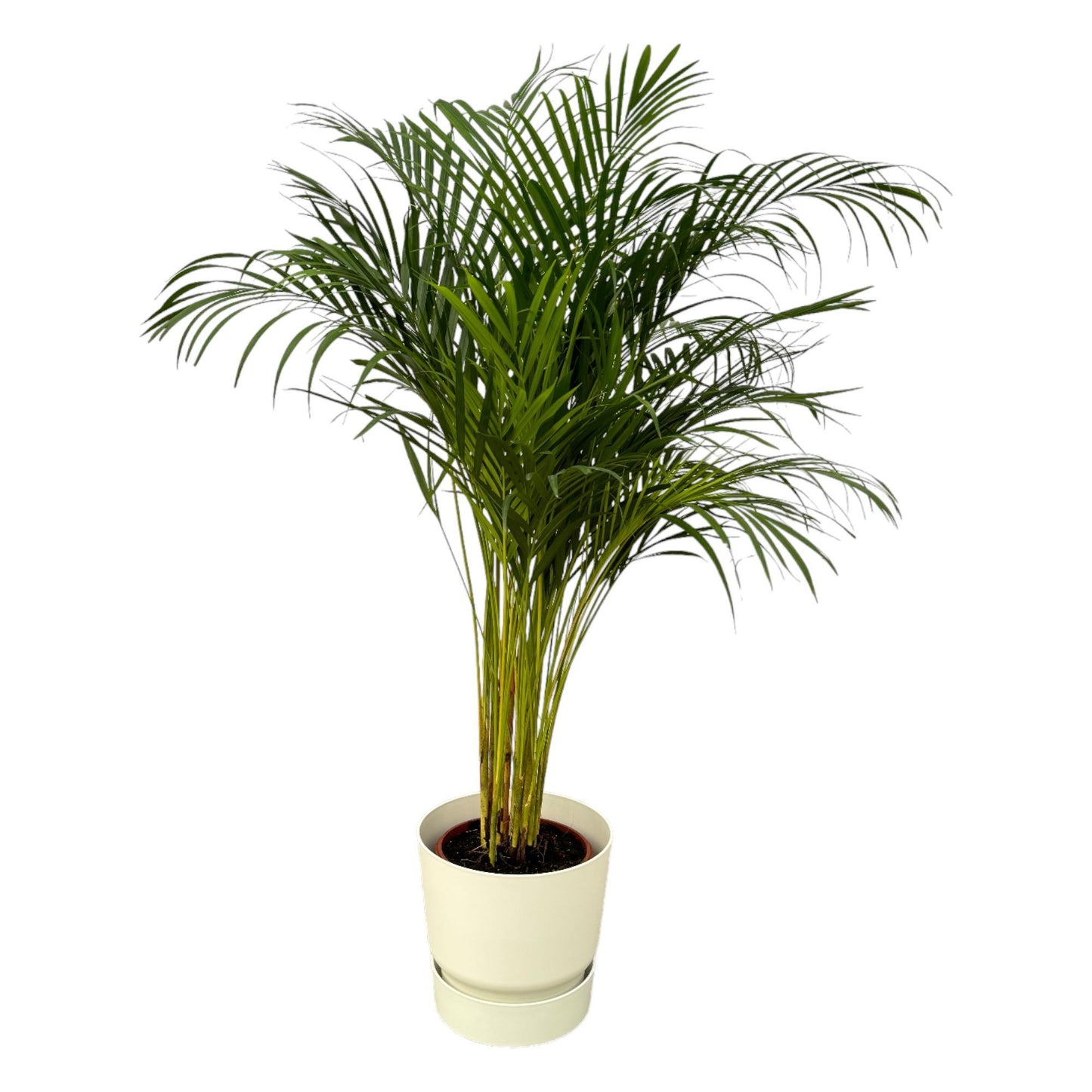 Palmera Areca - Altura 130cm - Incl. Maceta Redonda Elho Greenville - Blanco D30xH28