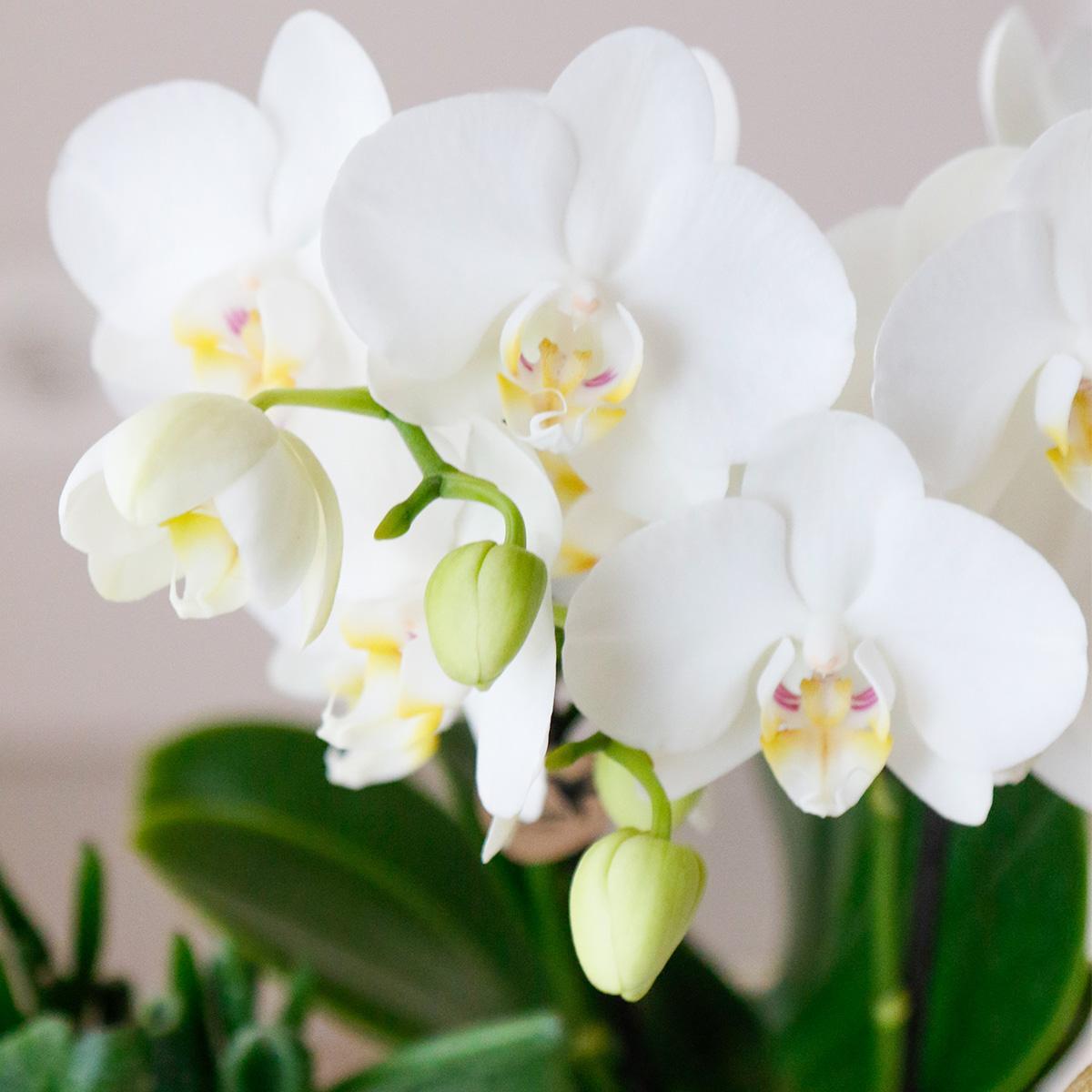 AMABILIS - COMBI DEAL van 4 Witte Orchideeën - potmaat 9cm