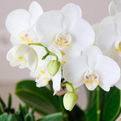 AMABILIS - COMBI DEAL van 4 Witte Orchideeën - potmaat 9cm